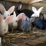 Plan De La Tour Κατάλυμα σε φάρμα