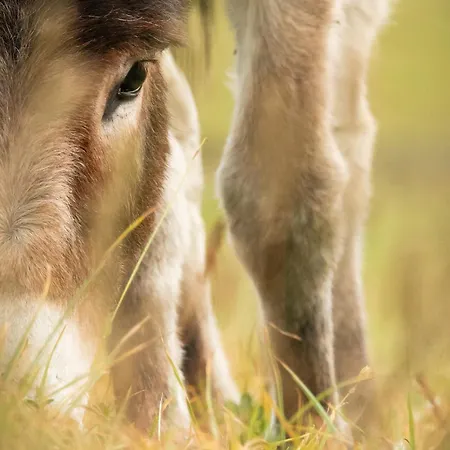 Plan De La Tour * Cogne
