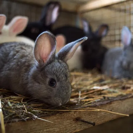 Plan De La Tour Bauernhof *