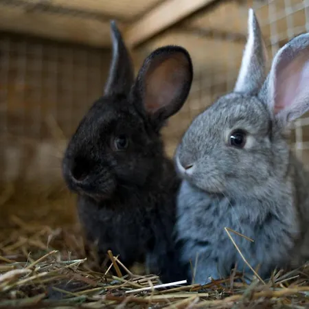 Plan De La Tour Farm stay Cogne