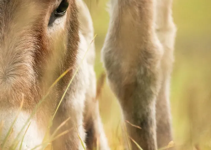Plan De La Tour * Cogne