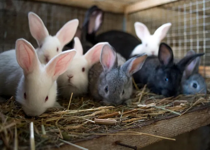 Plan De La Tour Bauernhof