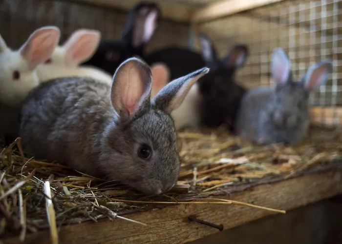 Plan De La Tour Farma *